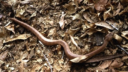 Death Adder, Acanthophis hawkei in Kakadu National Park