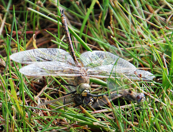 cannibalism in dragonflies