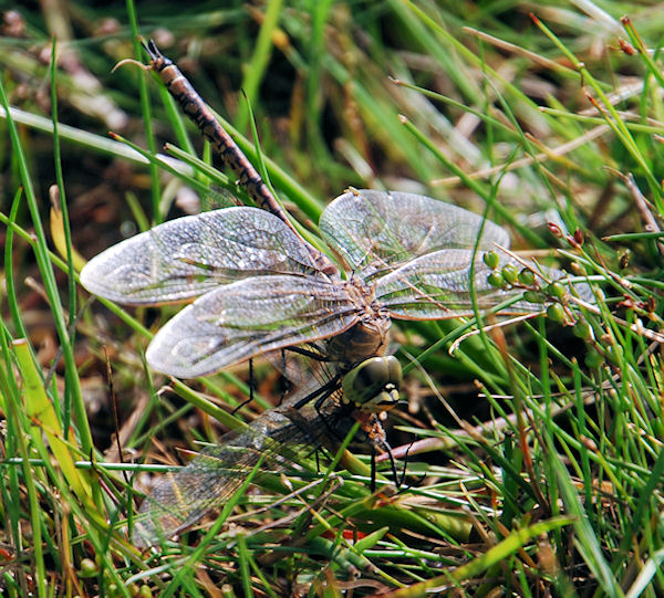 cannibalism in dragonflies