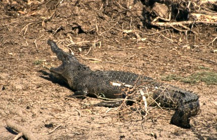 Estuarine - or saltwater - crocodile in Yellow Waters, Kakadu National Park