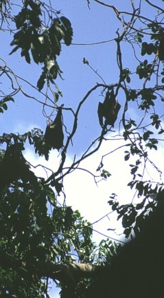 flying foxes hanging around