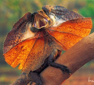 Frilled Lizard - postcard, © by Craig Lamotte