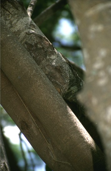 Frilly hiding