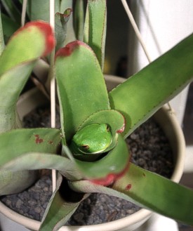 Green tree frog found in the hotel