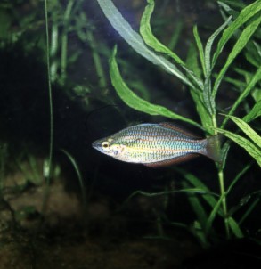 Rainbow fish Melanotaenia trifasciata