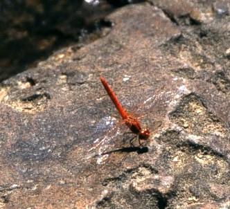 dragon fly photographed in Katherine gorge