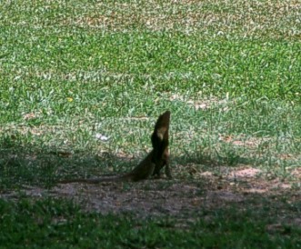 Frilled lizard on the lawn