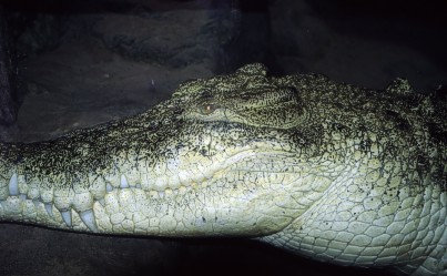 Portrait of an Estuarine crocodile