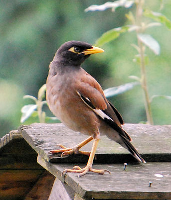 Common Myna