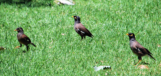 Common Myna
