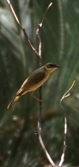 Grey Honey-Eater