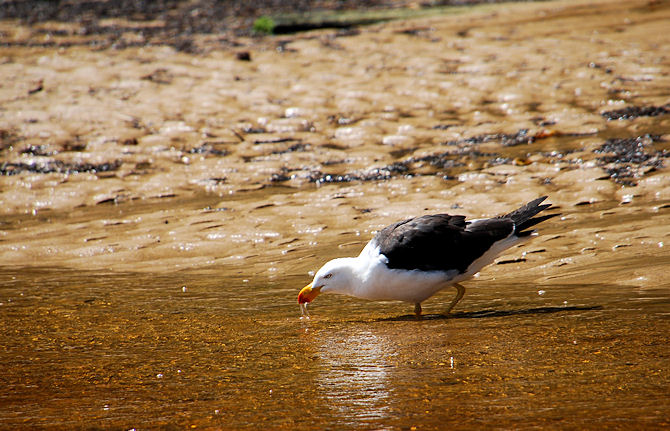 Pacific Gull drinking
