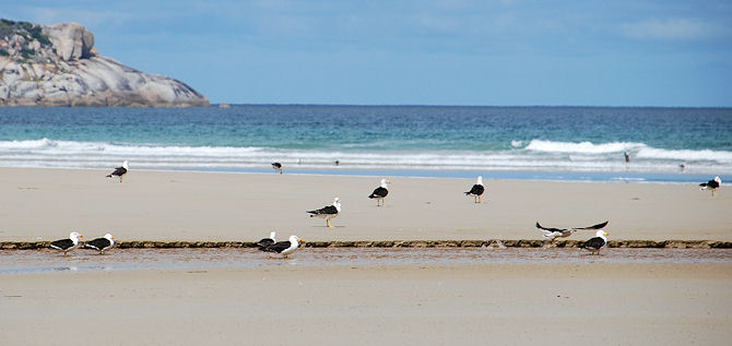 flock of Pacific Gulls