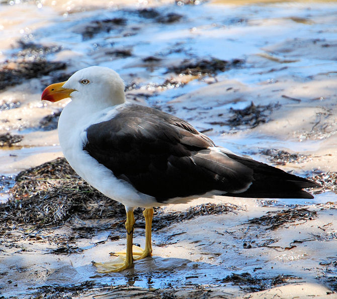 Pacific Gull