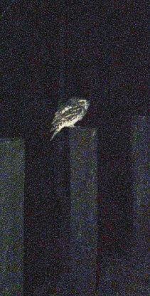 Tawny Frogmouth