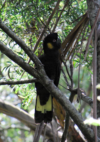 Yellow-Tailed Cockatoo