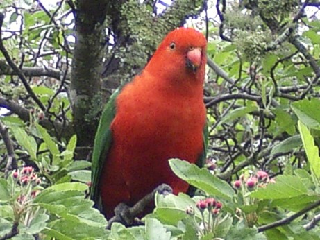 Male king parrot