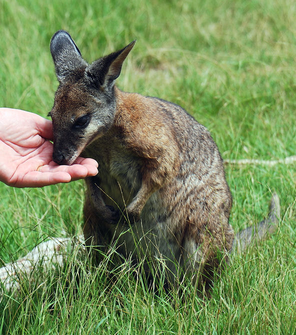 Red necked Wallaby