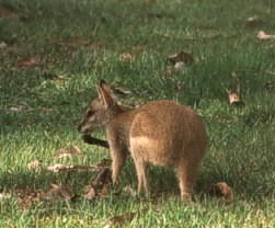 Agile wallaby in Kakadu resort