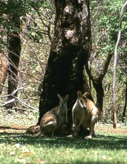 Agile wallabies near Katherine gorge