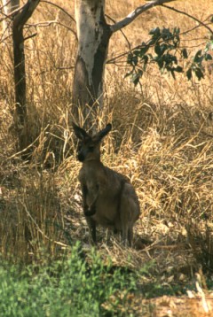 Euro or Wallaroo