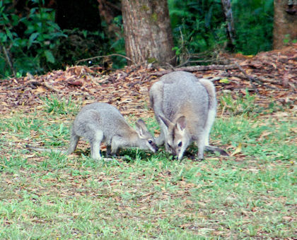 Red necked Wallaby