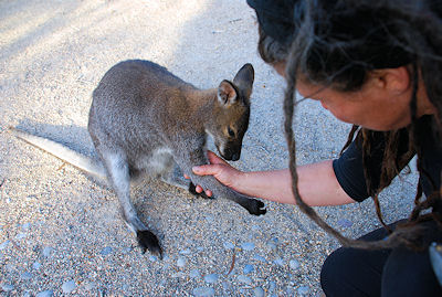 Bennetts Wallaby