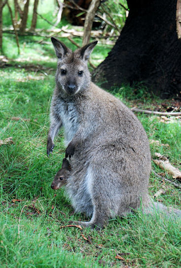 Bennetts Wallaby