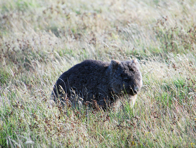 Common Wombat