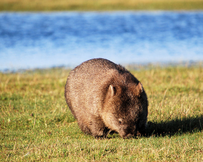 Common Wombat