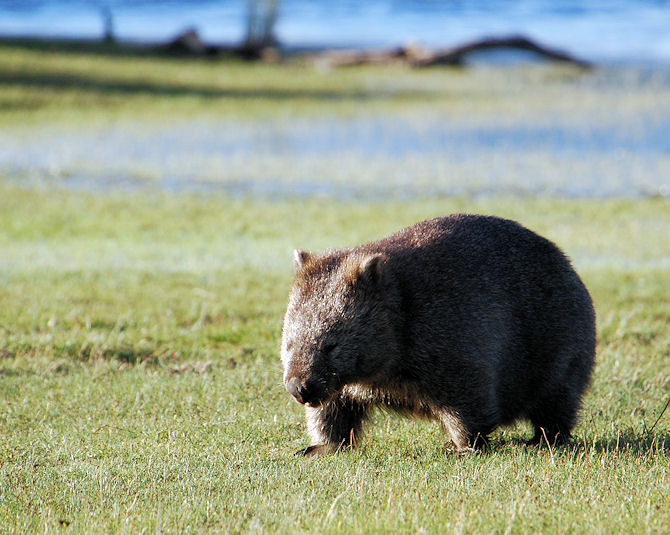 Vombatus ursinus