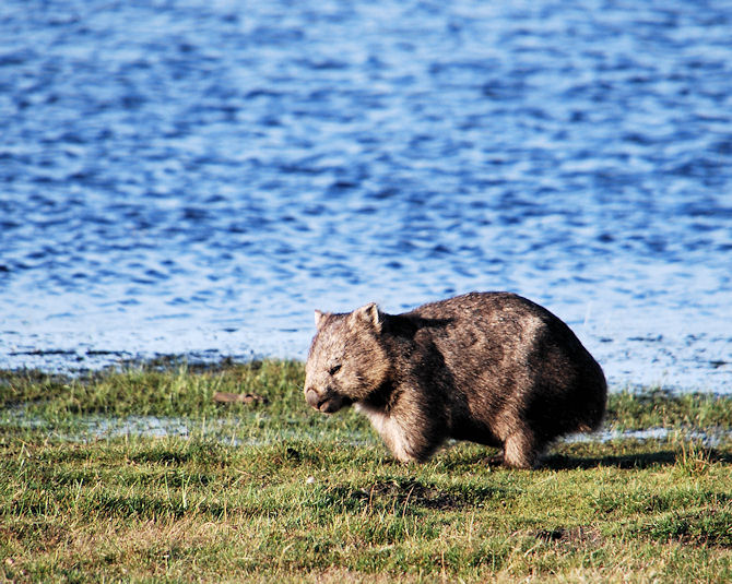 Common Wombat