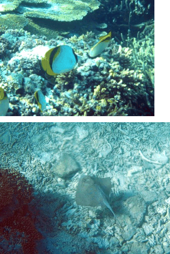 butterfly fish and ray