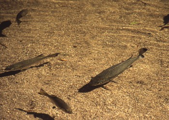 Jungle Perch, Kuhlia rupestri