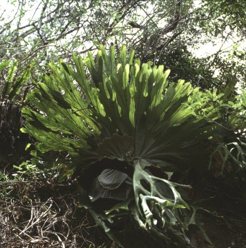 Platycerium fern