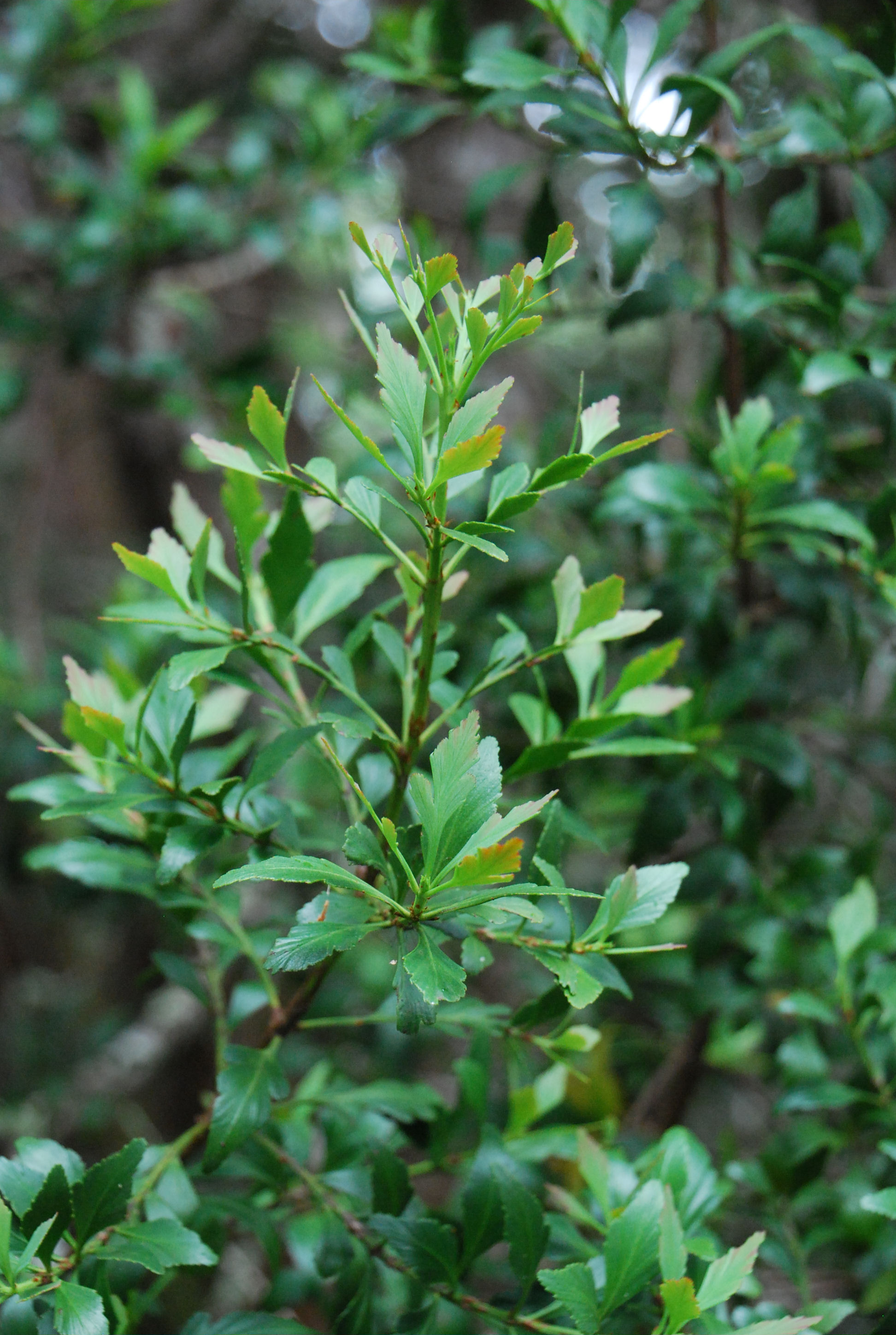 Celery-top pine