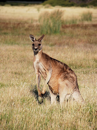 Forester kangaroo