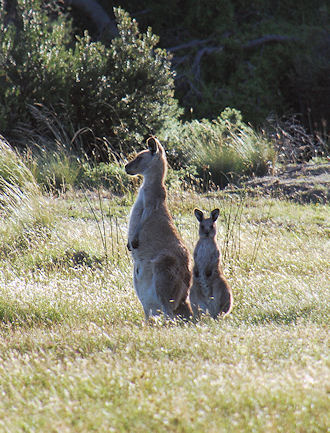 Eastern grey kangaroo with Joey