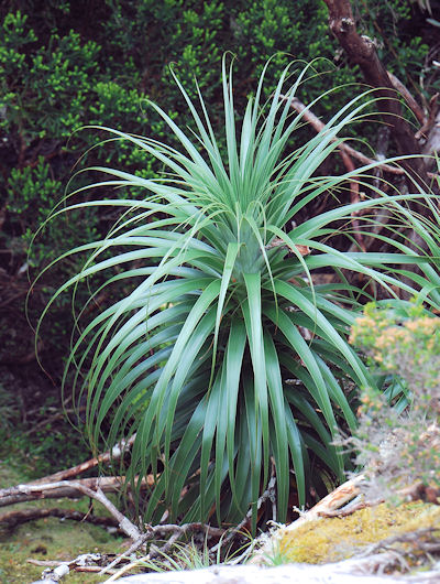 Richea