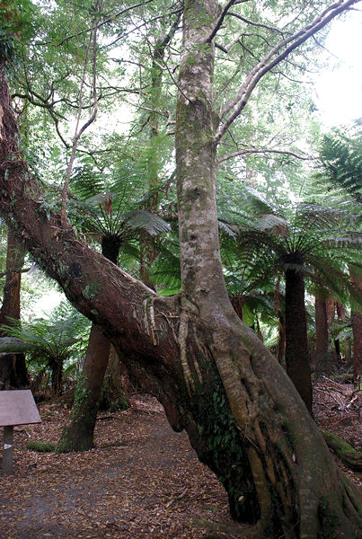 tree growing ontop of another one