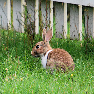 rabbit in Strahan