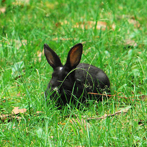 Strahan rabbit