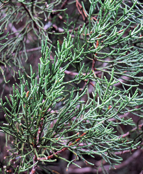 Pencil Pine, Athrotaxis cupressoides