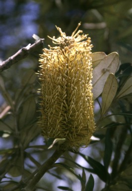 Coast Banksia, Banksia integrifolia