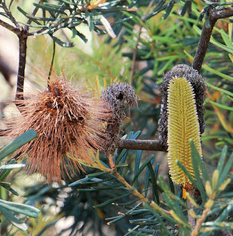 Silver Banksia flower pods