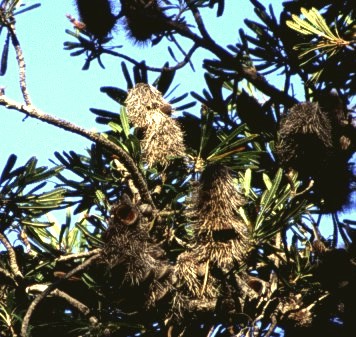 Banksia fruits