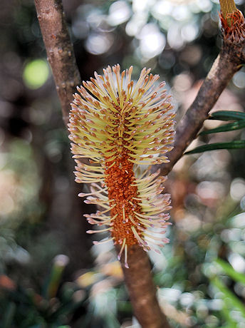 Silver Banksia flower bud