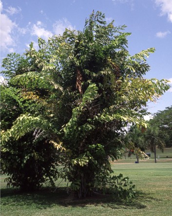 Fishtail palm, Caryota ures