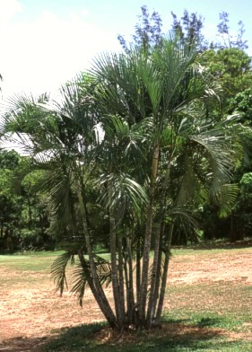 Butterfly Palm, Cane palm, Madagascar palm, Golden feather palm, yellow palm, Bamboo palm, Areca palm