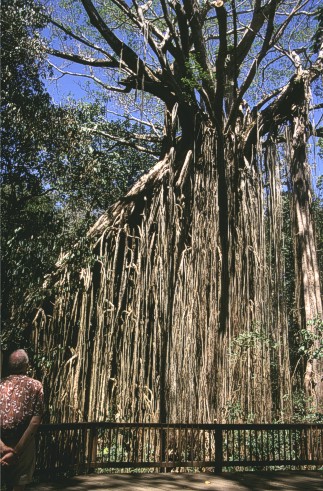 The Curtain Fig